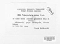 Tubercularia minor image
